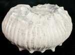 Liparoceras Ammonite - Very D #10709-2